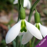Galanthus - Green Man